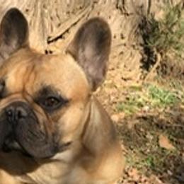 French Bulldogs from Oregon Frenchie Paradise