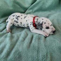 Red - White and black male Dalmatian puppy in Lockhart, Texas from Haus of Dals