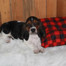 Cinnamon Roll - Black white and brown female Basset Hound puppy in Dover, Arkansas from S&S American Bassets