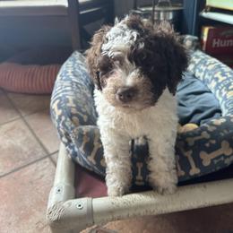Boy 1 - Off-white male Lagotto Romagnolo puppy in Westlake, Oregon from Premier Truffles