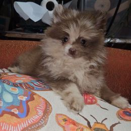 Hunnibunnies macchiato - Chocolate merle male Pomeranian puppy in Cleveland, Ohio from Hunnibunnies