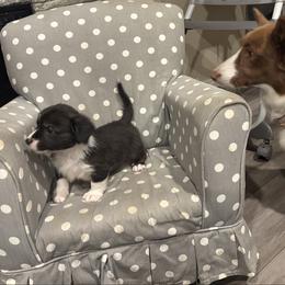 Rudolph - Black and white male American Corgi puppy in Temple, Texas from Silver Moon Cardigan and American Corgis
