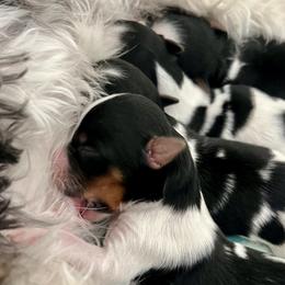 Biewer Terrier Puppies from Dunes Pups