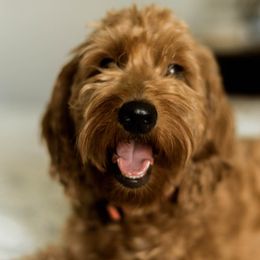 Goldendoodles from Leonards Doodles