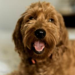 Goldendoodles from Leonards Doodles