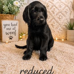 Remington - Black male Labradoodle puppy in Washington, Pennsylvania from Patriotic Poodles
