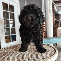 Noel - Black and white female Bernedoodle puppy in Shingle Springs, California from Kindred Oak Goldendoodles