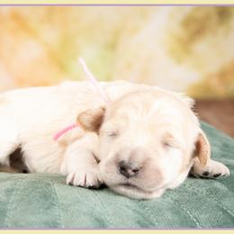 Mary - Cream female Goldendoodle puppy in Connersville, Indiana from Deaz Doodle Ranch