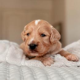 Big Sky, Boy - Cream male Goldendoodle puppy in Maricopa, Arizona from Desert Ridge Doodles