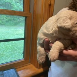 Goldendoodle Puppies from Island Doodles of Maine