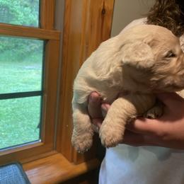 Goldendoodle Puppies from Island Doodles of Maine