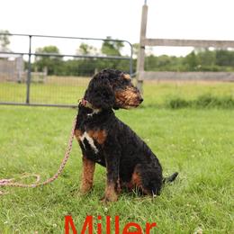 Miller - Phantom male Goldendoodle puppy in Lowville, New York from Adirondack Goldendoodles
