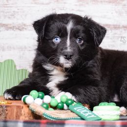 Handoff - Black & white Miniature Australian Shepherd puppy in Marion, Michigan from 4 Seasons Aussies