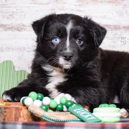 Handoff - Black & white Miniature Australian Shepherd puppy in Marion, Michigan from 4 Seasons Aussies