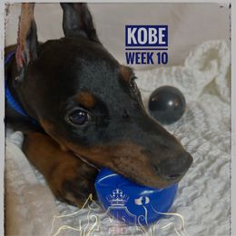 KOBE - Black and rust male Doberman Pinscher puppy in Columbus, Ohio from Von Schaaf Haus DuPree