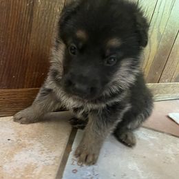 German Shepherd Puppies from Osborn's Country German Shepherds