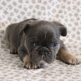 Winston - Blue male French Bulldog puppy in Manchester, Michigan from Small Town Frenchies