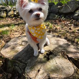 Maltese, Morkie, and Yorkshire Terrier All Grown Up from Mountain Top Hot Tailz