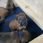 Boy 3 - Tawny Briard puppy in Spring Green, Wisconsin from Redame Briards