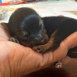 Truffle - Black and tan female Yorkshire Terrier puppy in Cameron, Oklahoma from Jane’s Yorkies