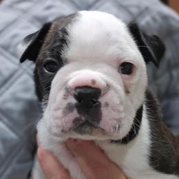 Squeaky - Black brindle and white male Boston Terrier puppy in Elk, Washington from Grizzly Bear Bostons