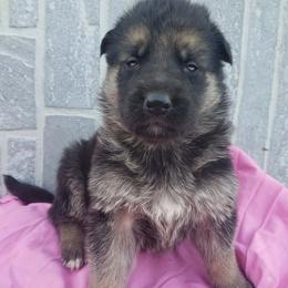 Girl pink - Black and red female German Shepherd puppy in Mccool Junction, Nebraska from Sininger Lagoon
