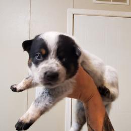 Full mask - Blue speckled male Australian Cattle Dog puppy in Lenoir, North Carolina from Blue Coyote Ranch
