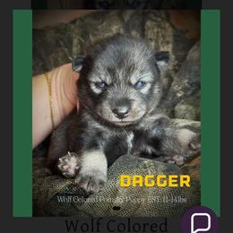 Dagger - Wolf sable male Pomsky puppy in Perkins, Oklahoma from A-Dream Pomsky Kennel
