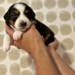 Poppy - Black tri-color female Australian Shepherd puppy in Salinas, California from AA Aussies