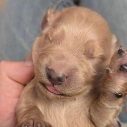 Blue - Apricot male Goldendoodle puppy in Neillsville, Wisconsin from Granton Creek