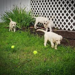 Labrador Retriever Puppies from Urban Oak Labradors LLC