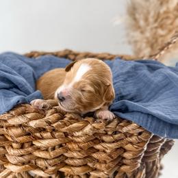 Gaillee - Apricot male Goldendoodle puppy in Russell Springs, Kentucky from Milk & Honey Doodles