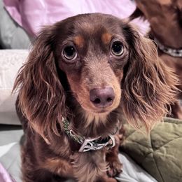 Little bit - Dachshund
