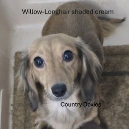 Willow - Dachshund
