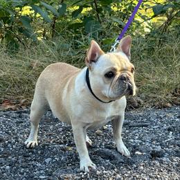 Moonie - French Bulldog