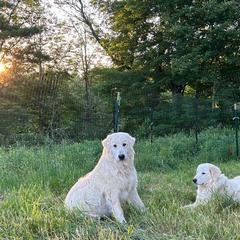 Maremma Sheepdogs from Wildsong Farm