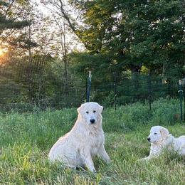 Maremma Sheepdogs from Wildsong Farm