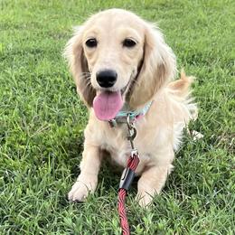 Sugar - Dachshund