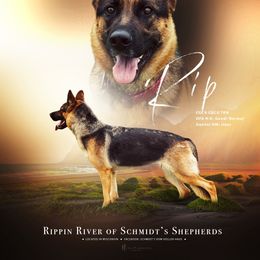 Rip - German Shepherd