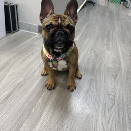 French Bulldog Puppies from Poppy’s Frenchies