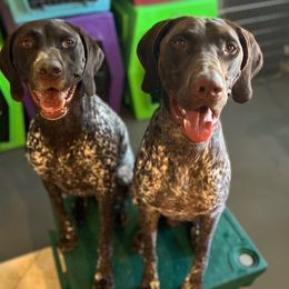 "Nisha & Fish" German Shorthaired Pointer All Grown Up from Kuhl Palmer Kennels