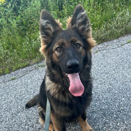 Yanni Noble G.S of Maine - German Shepherd