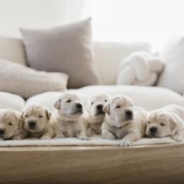 Golden Retriever puppies from Silver Pines Pups