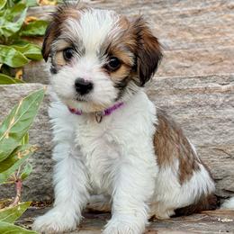 Cozy - Sable female Cavapoo puppy in Highland, Utah from Angel Pups Deluxe