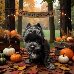 Girl 2 - Blue and gold female Yorkshire Terrier puppy in Knoxville, Tennessee from Little Yorkie Company