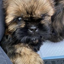 Shih Tzu Puppies from North State Shih tzus