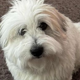 Finn - Coton de Tulear