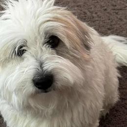 Finn - Coton de Tulear