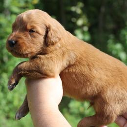 3rd choice - Dark golden male Golden Retriever puppy in Lucasville, Ohio from Trusting Hearts Kennel