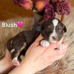 Blush - Red tri-color female Aussiedoodle puppy in Lancaster, Minnesota from Finney Ranch